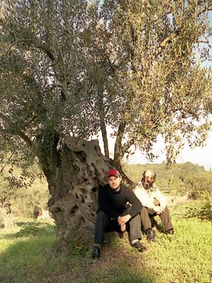 Древнее оливковое дерево в монастырском саду